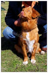 Toller Dog Show Chorzow by silentiofci