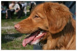Toller Opole Dog Show by silentiofci