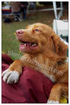 Toller Zabrze Dog Show 06 by silentiofci
