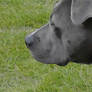 Kimber Zoomed In