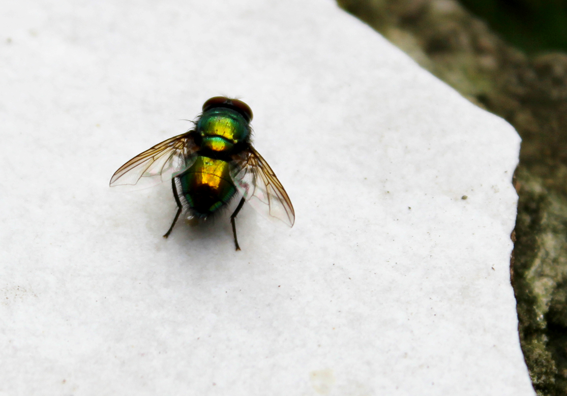 some fly with impressive coloring