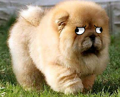 this is a chow chow