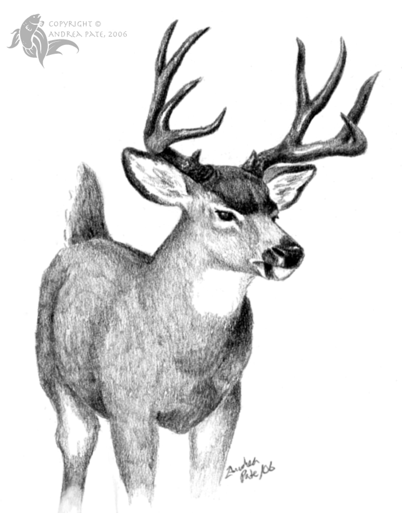 Mule Deer by Sesroh on DeviantArt