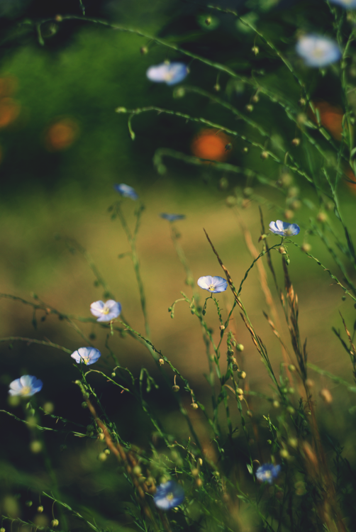 deep and wide, blue and green