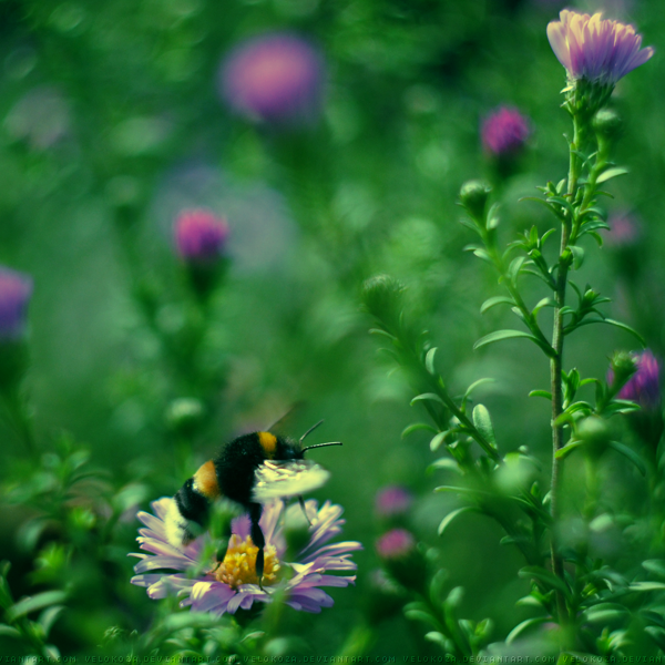 flight of the bumblebee