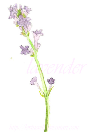 Lavendel