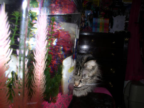 cat lookin at fish tank