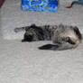FUNNY CAT Sleeping on Back