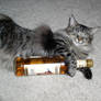 Cat with Bottle of RUM FUNNY