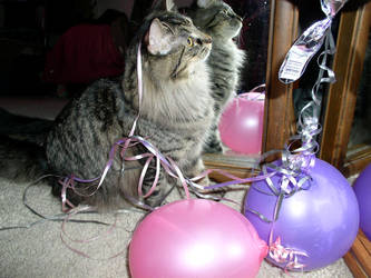 Cat playing w ballons ribbons