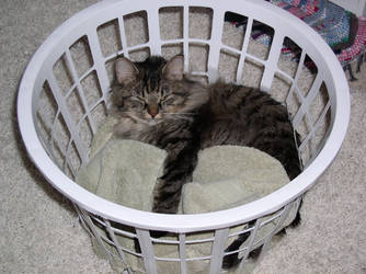 Cat sleeping in basket 2