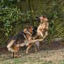 My pups playing in the garden