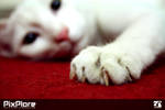 Evil Kitty by gr8najam