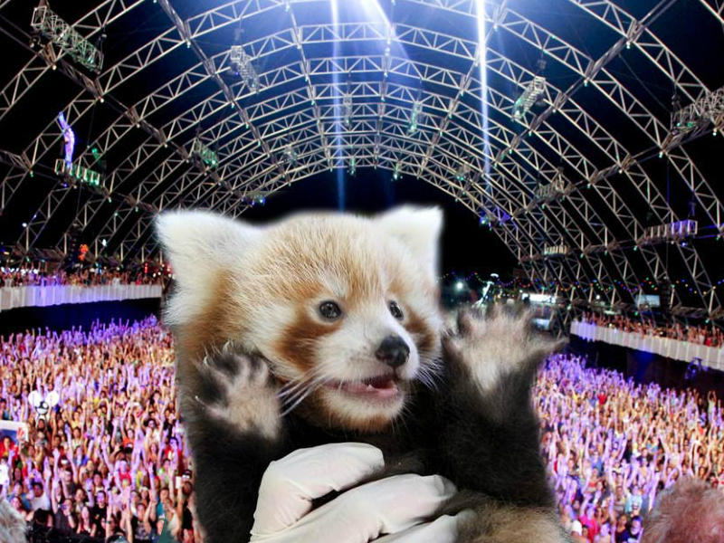 Panda Rave Rave Red Panda by MrRedPandaArt on DeviantArt