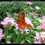 Butterfly in Repose -Wallpaper