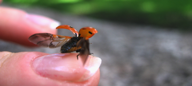 Coccinella septempunctata