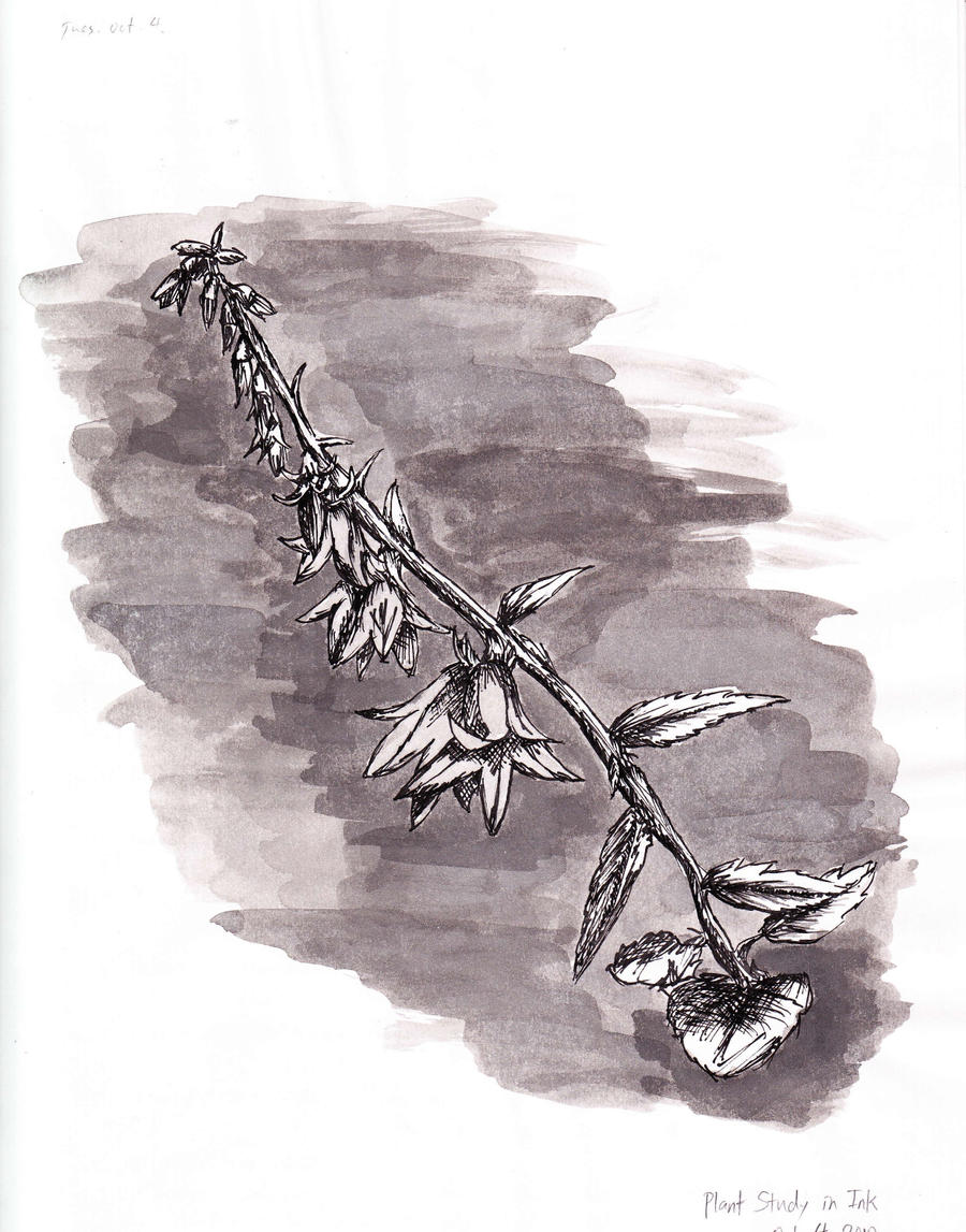 Plant Study in Ink