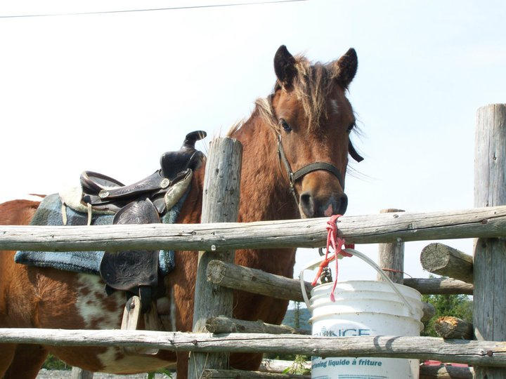 Pyro by LollipopSalamander on DeviantArt