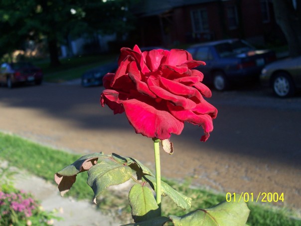 Red Rose