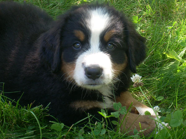 Fluffy Fluffy Puppy