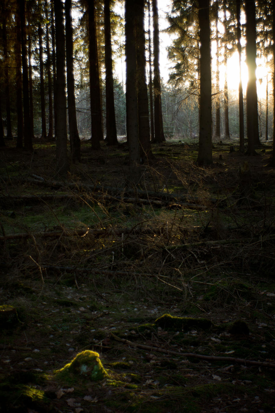 Forest at sunset 7