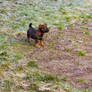 Sammy on frosty ground