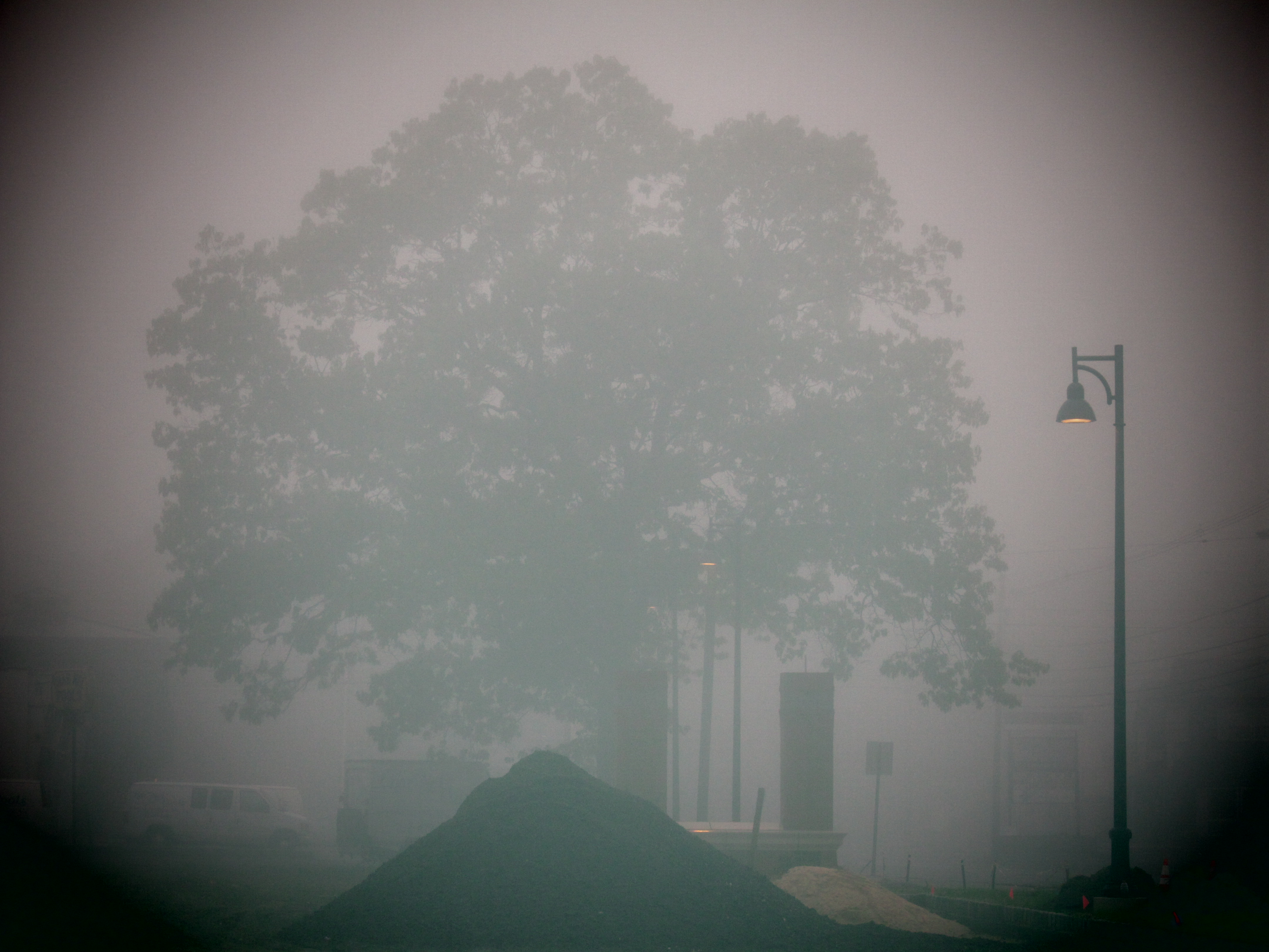 Tree In The Fog