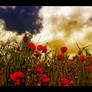 PoppyField