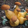 The mushroom crown