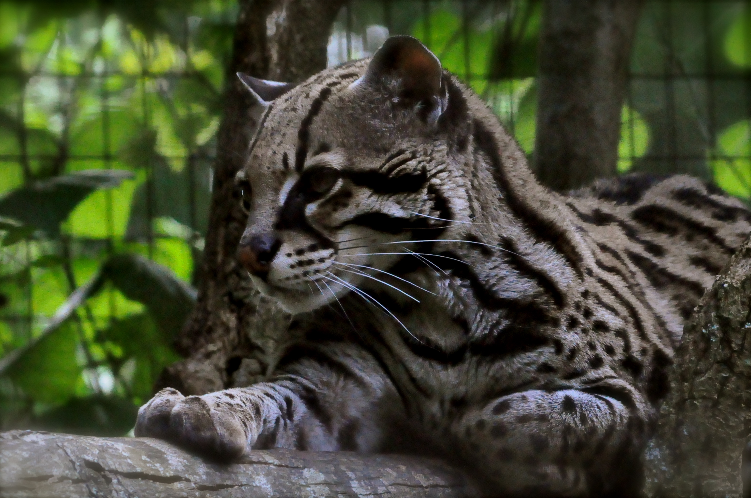 Ocelot