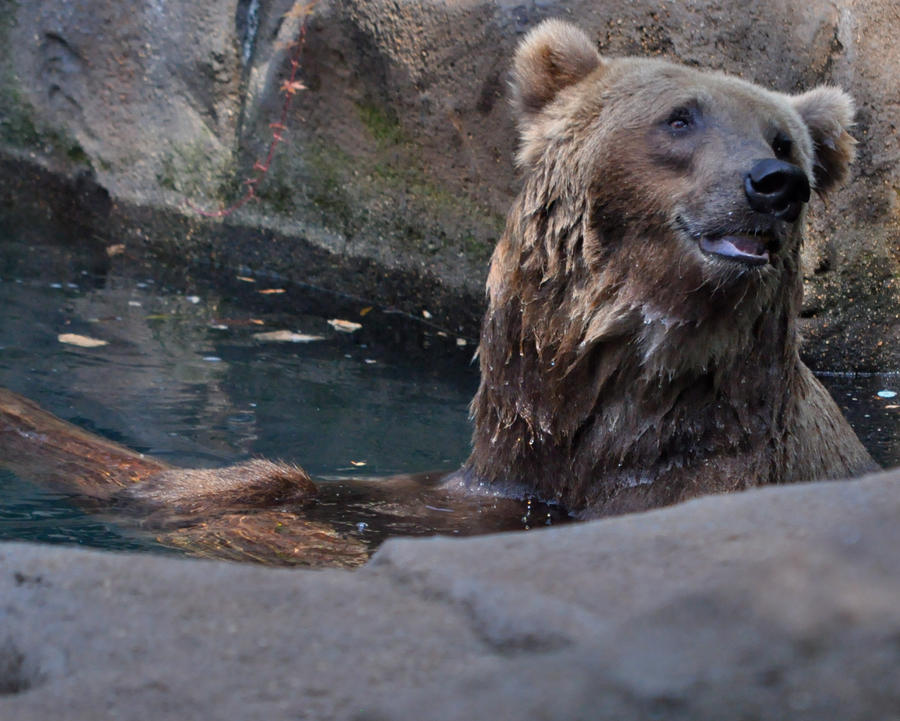 Bear Bath II