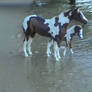 Mare And Foal