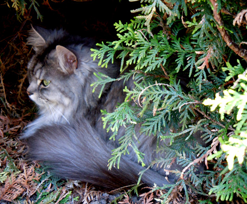 Norwegian Forest Cat pt.2