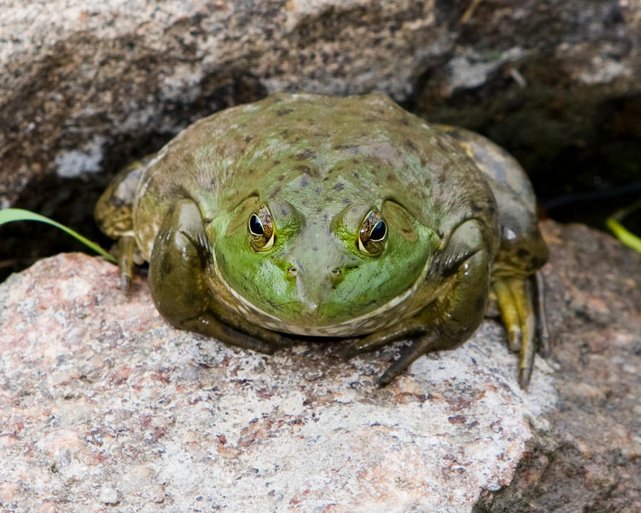 Bullfrog by meteormoe on DeviantArt
