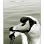 Roath Park: Swans