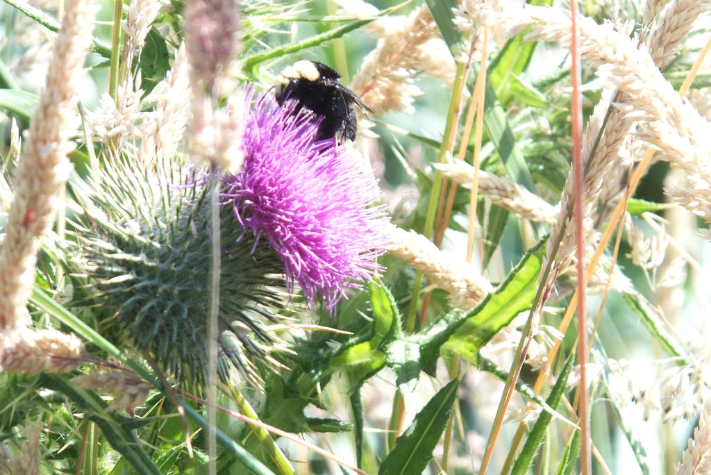 Hum Bug by ValorOfLorien on DeviantArt