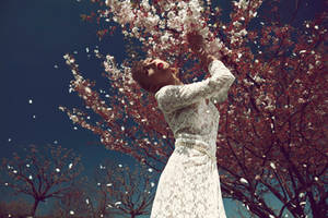 cherry blossom tree