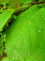 Rain and Leaves