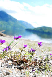 Purple up the Mountains