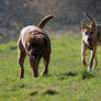 Haeschen and Takoda