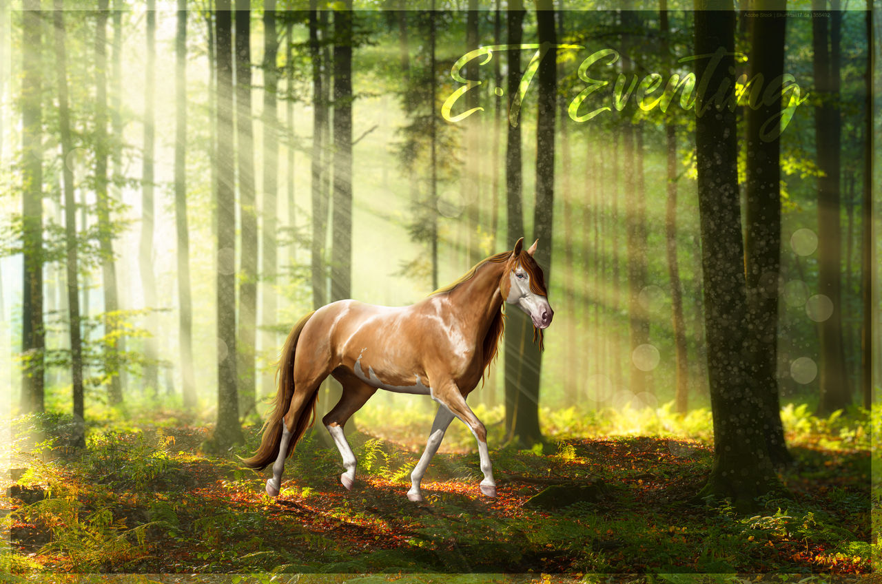 E.T Eventing Bio