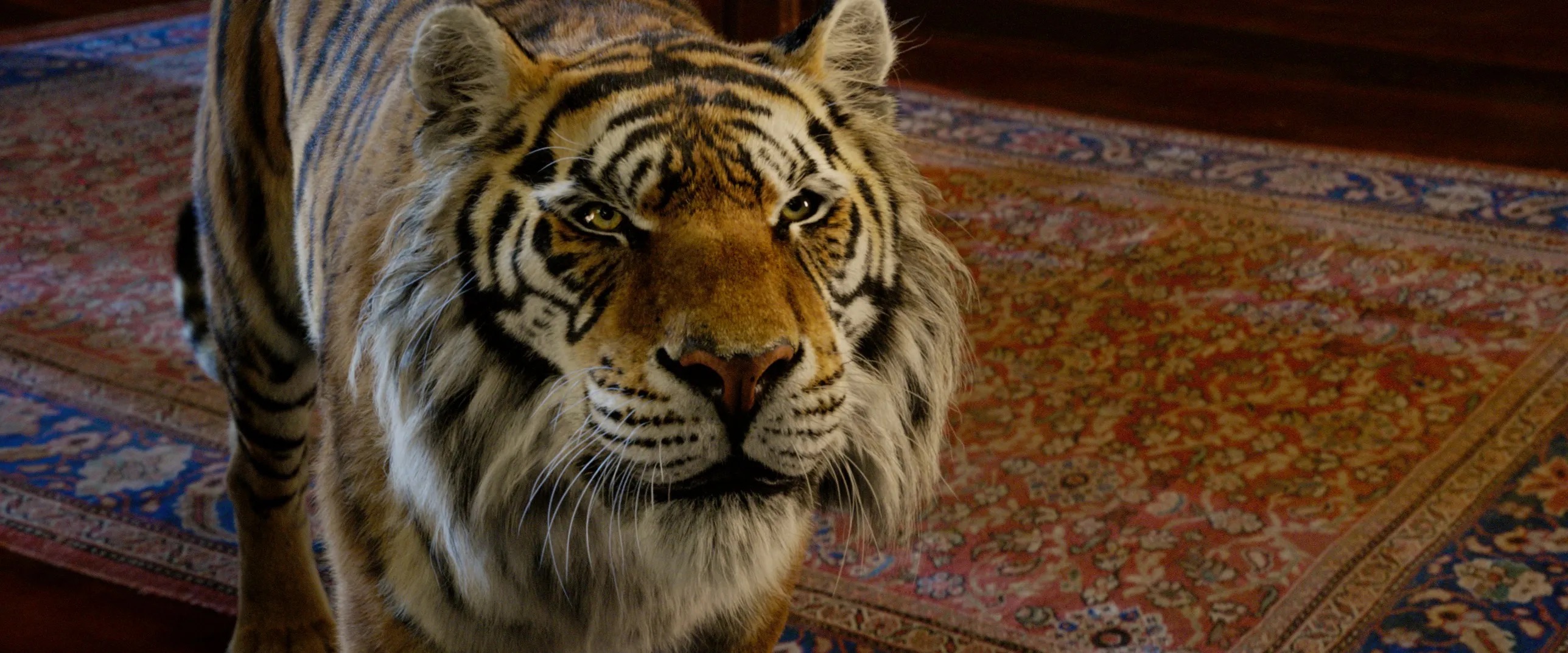 Rajah (2019) by noelbutler2578 on DeviantArt