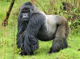 A silverback gorilla