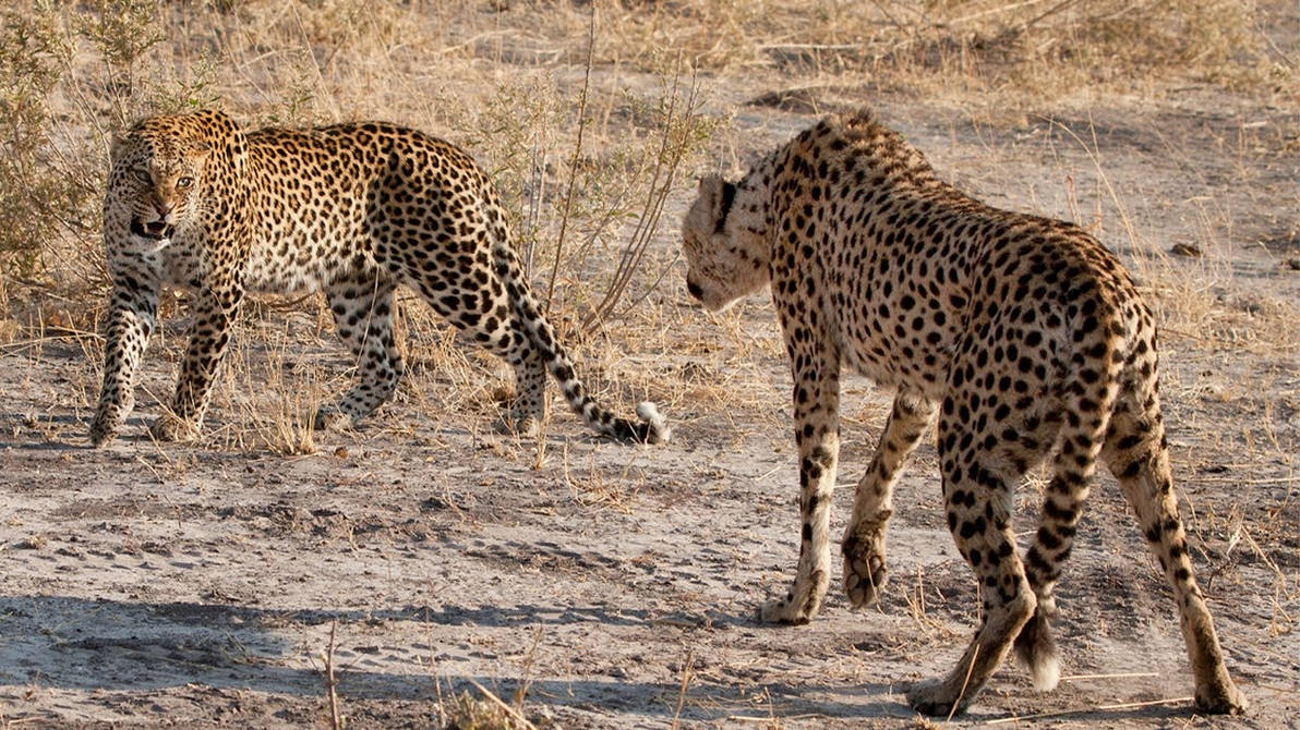 Leopard fighting a cheetah by noelbutler2578 on DeviantArt