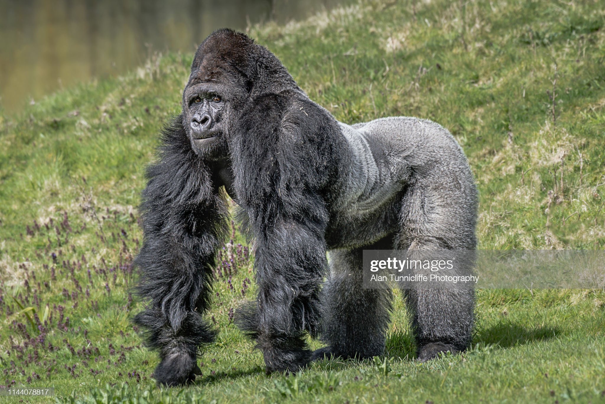 Dilverback Goriulla Silverback gorilla by noelbutler2578 on DeviantArt