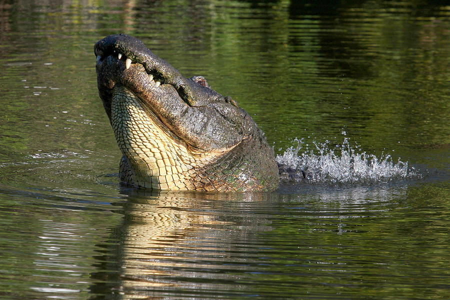 Alligator bellowing in the water by noelbutler2578 on DeviantArt