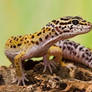 Leopard gecko 