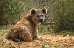 spotted hyena by KIARAsART