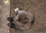 Raccoon dog baby I by KIARAsART