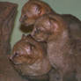 Jaguarundi babies 2